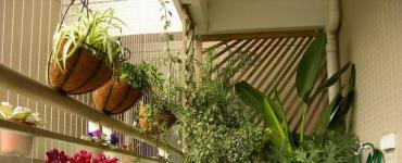 Winter garden on the balcony or do-it-yourself home oasis