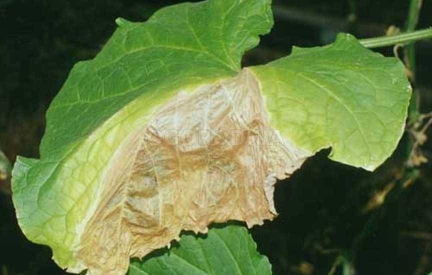 Fungal diseases of cucumbers than to treat