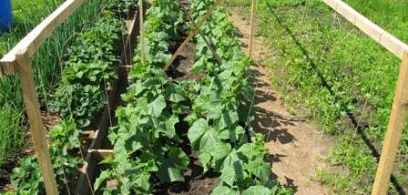 When to plant cucumbers in June