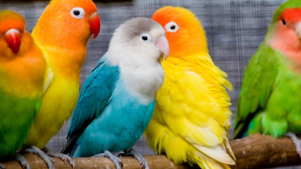 Why a woman dreams of a parrot: basic values