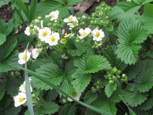 Features of strawberry care in spring, summer and winter